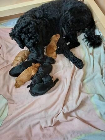 For Sale Labradoodle puppies for sale in Nottingham, Nottinghamshire