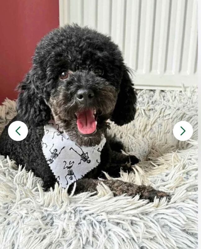 Kennel Club Registered Poodle Puppies For Sale