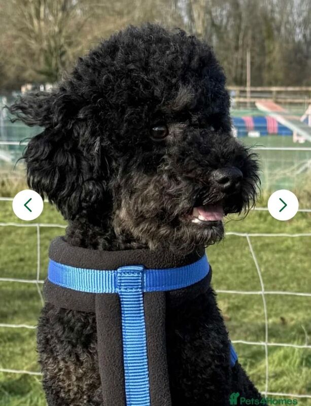 For Sale phantom KC registered male miniature poodle 2 years old - Image 2 of 3