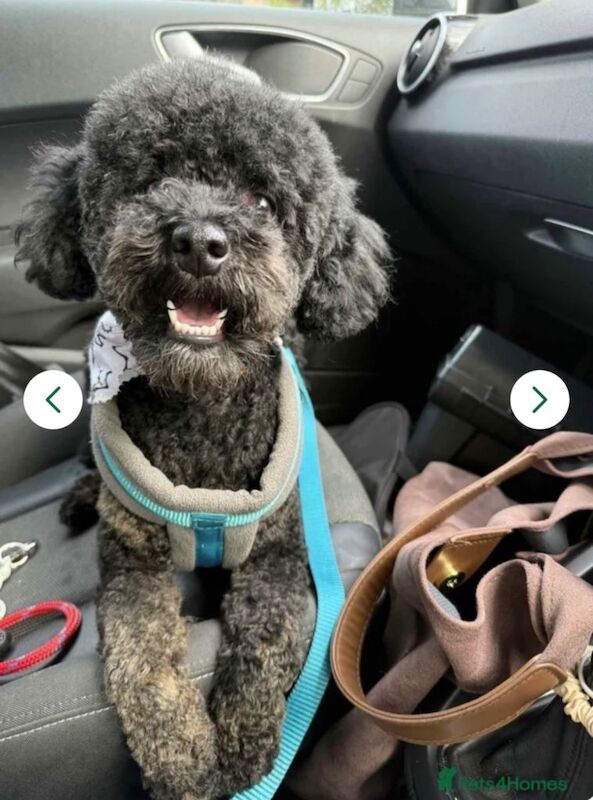 For Sale phantom KC registered male miniature poodle 2 years old - Image 3 of 3