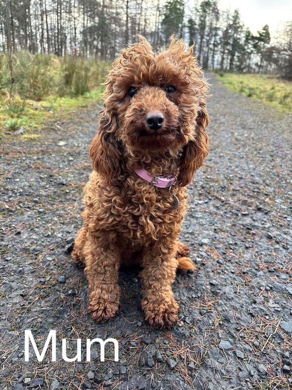 Poodle puppies for sale in Glasgow, City of Glasgow – 3 weeks old - Image 2 of 11