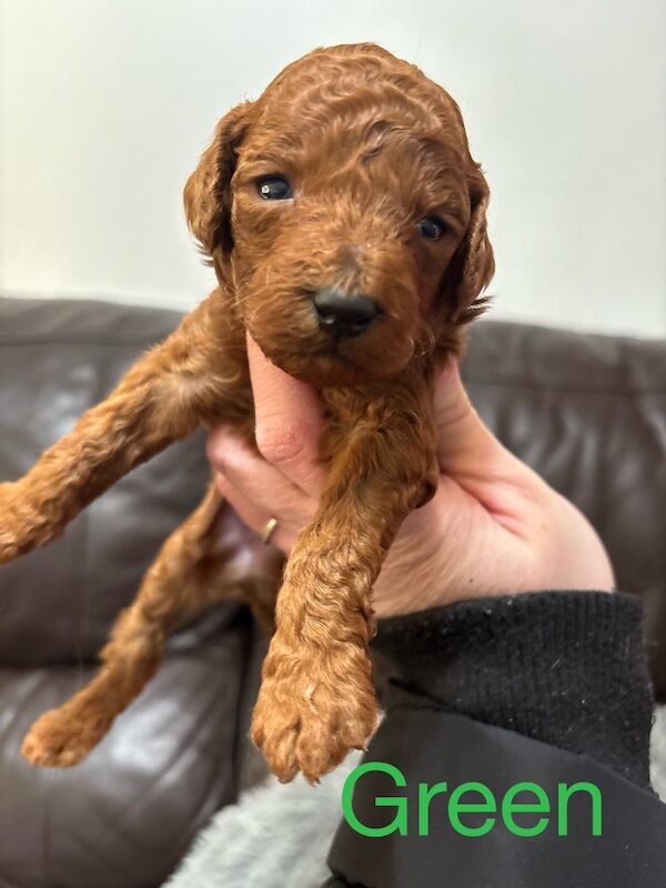 Poodle puppies for sale in Glasgow, City of Glasgow – 3 weeks old - Image 3 of 11