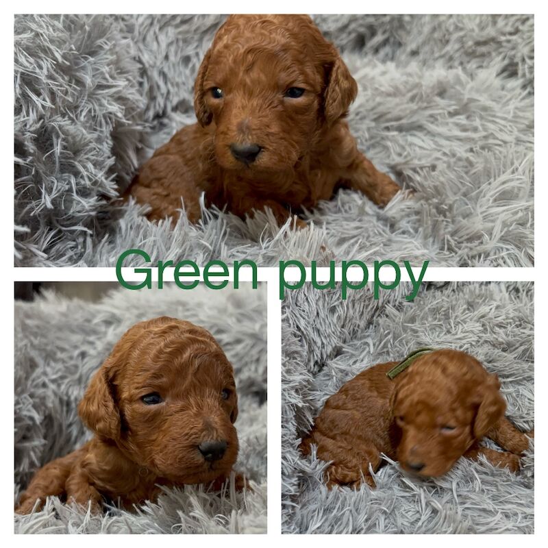 Poodle puppies for sale in Glasgow, City of Glasgow – 3 weeks old - Image 4 of 11