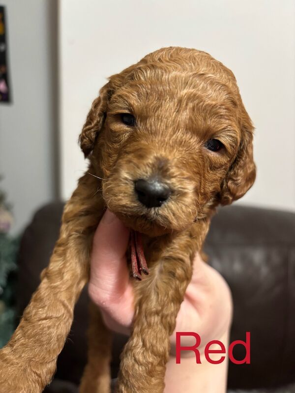 Poodle puppies for sale in Glasgow, City of Glasgow – 3 weeks old - Image 6 of 11
