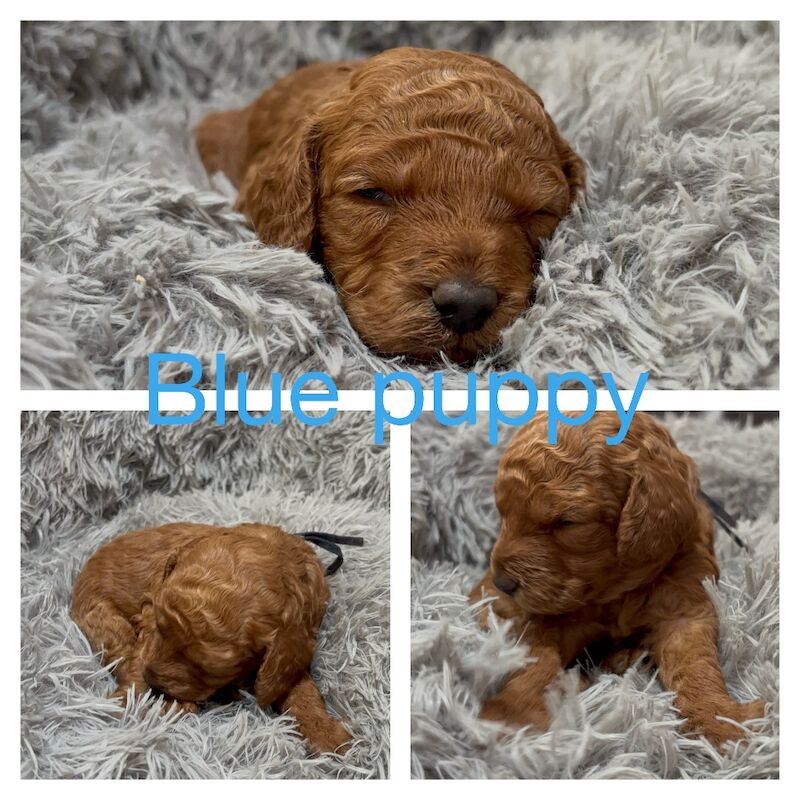 Poodle puppies for sale in Glasgow, City of Glasgow – 3 weeks old - Image 8 of 11