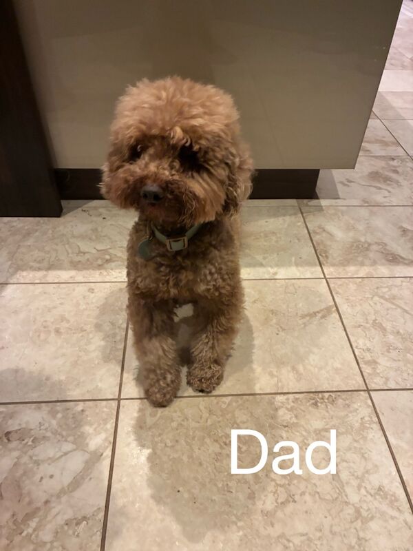 Poodle puppies for sale in Glasgow, City of Glasgow – 3 weeks old - Image 11 of 11