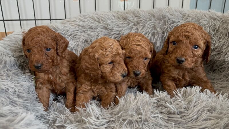 Poodle puppies for sale in Glasgow, City of Glasgow – 4 weeks old