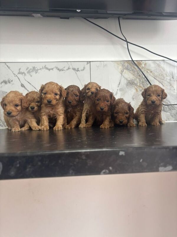 Fox red Tiny maltipoo puppies toy poodle