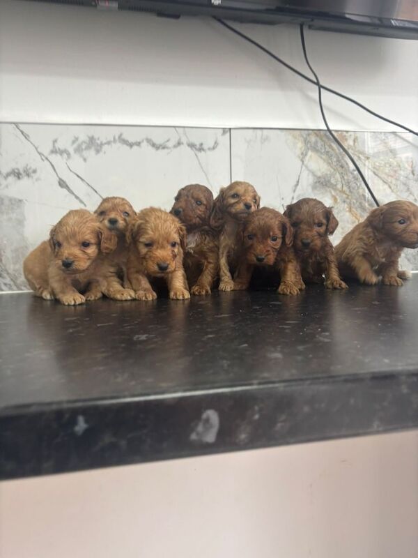 Fox red Tiny maltipoo puppies toy poodle - Image 2 of 4