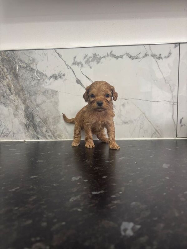 Fox red Tiny maltipoo puppies toy poodle - Image 3 of 4