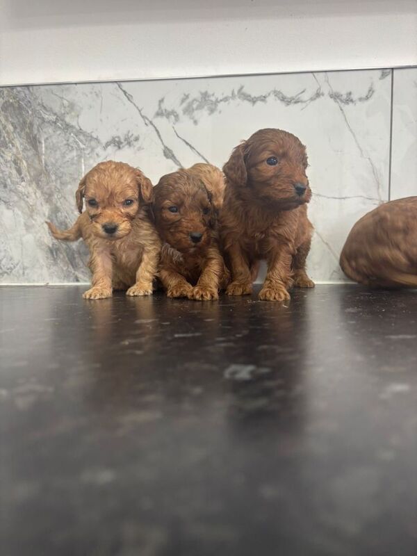 Fox red Tiny maltipoo puppies toy poodle - Image 4 of 4