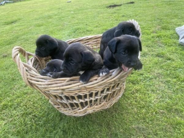 Poodle puppies for sale in Norwich, Norfolk – 1 year old - Image 1 of 5