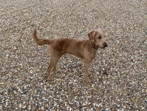 Poodle puppies for sale in Norwich, Norfolk – 1 year old - Image 3 of 5