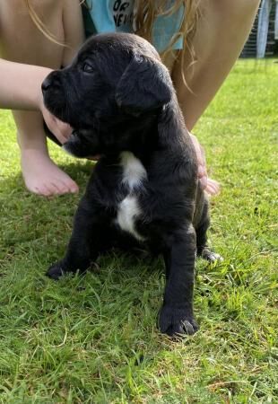 Poodle puppies for sale in Norwich, Norfolk – 1 year old - Image 4 of 5