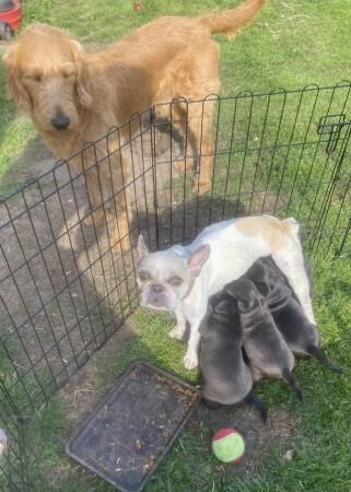 Poodle puppies for sale in Norwich, Norfolk – 1 year old - Image 5 of 5