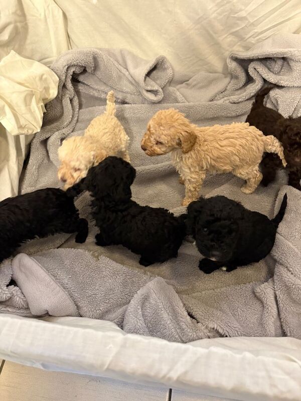 Full pedigree miniature poodles