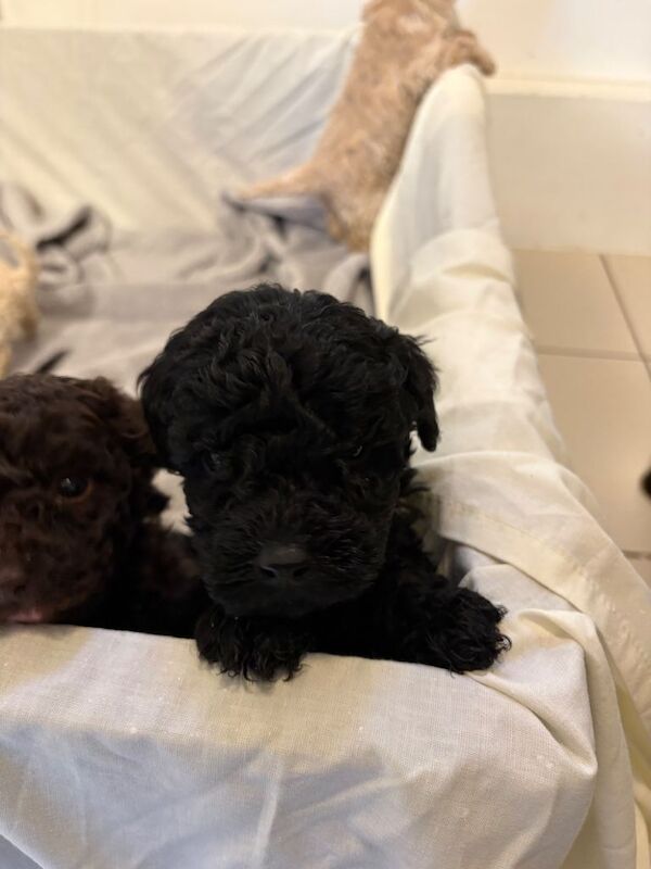 Full pedigree miniature poodles - Image 2 of 3