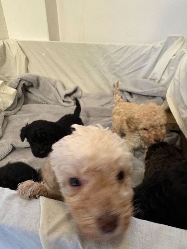 Full pedigree miniature poodles - Image 3 of 3