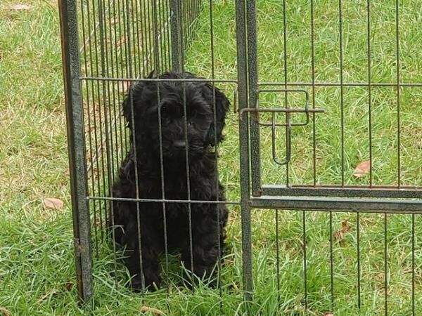 Poodle puppies for sale in Wakefield, West Yorkshire – 1 year old - Image 1 of 5