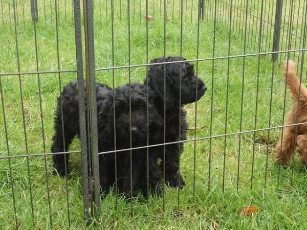 Poodle puppies for sale in Wakefield, West Yorkshire – 1 year old - Image 2 of 5