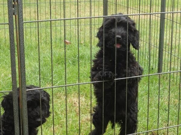 Poodle puppies for sale in Wakefield, West Yorkshire – 1 year old - Image 3 of 5