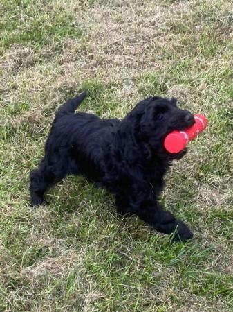 Poodle puppies for sale in Wakefield, West Yorkshire – 1 year old - Image 4 of 5