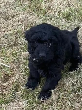 Poodle puppies for sale in Wakefield, West Yorkshire – 1 year old - Image 5 of 5