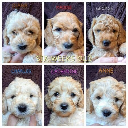 Gorgeous Cockapoo puppies for sale in Aaron's Hill, Surrey
