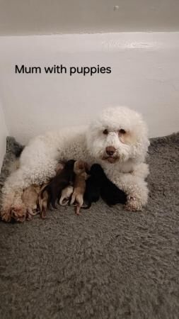 Poodle puppies for sale in Pontefract, West Yorkshire – 1 year old - Image 1 of 5