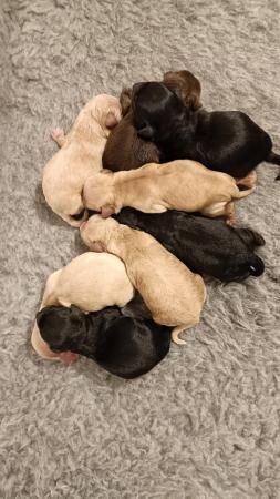 Poodle puppies for sale in Pontefract, West Yorkshire – 1 year old - Image 3 of 5