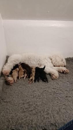 Poodle puppies for sale in Pontefract, West Yorkshire – 1 year old - Image 4 of 5