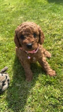 Gorgeous F1b Cavapoo puppies for sale in Leominster, Herefordshire