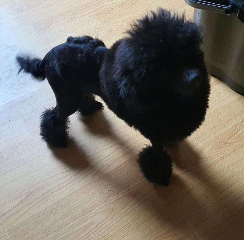 Gorgeous KC Toy Poodle Black Boy For Sale