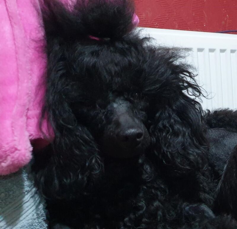 Gorgeous KC Toy Poodle Black Boy For Sale - Image 2 of 3
