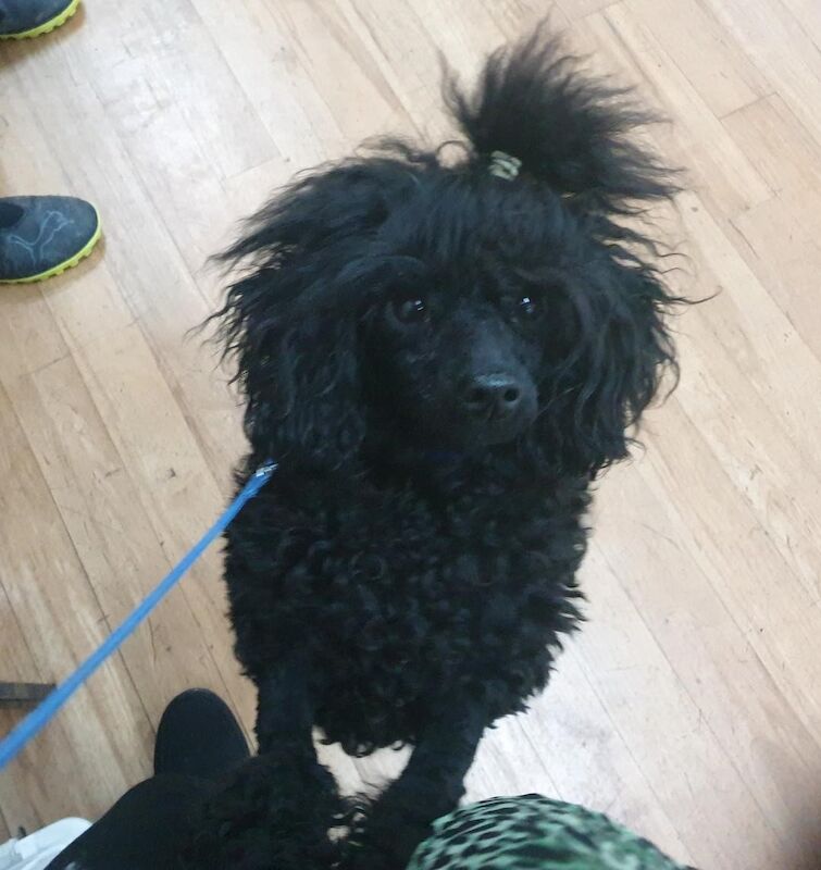 Gorgeous KC Toy Poodle Black Boy For Sale - Image 3 of 3