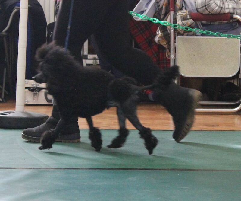 Gorgeous KC Toy Poodle Black Boy For Sale - Image 4 of 8