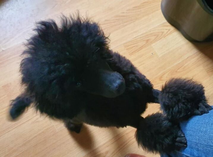 Gorgeous KC Toy Poodle Black Boy For Sale - Image 5 of 8