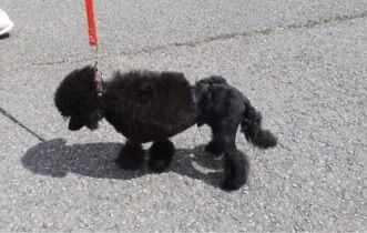 Gorgeous KC Toy Poodle Black Boy For Sale - Image 6 of 8