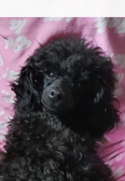 Gorgeous KC Toy Poodle Black Boy For Sale - Image 8 of 8