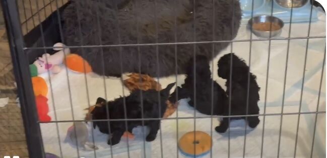 Gorgeous KC Toy Poodle Girl For Sale