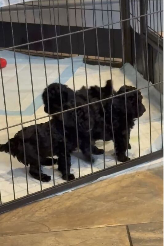 Gorgeous KC Toy Poodle Girl For Sale - Image 2 of 15