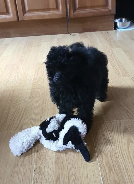 Gorgeous KC Toy Poodle Girl For Sale - Image 3 of 15