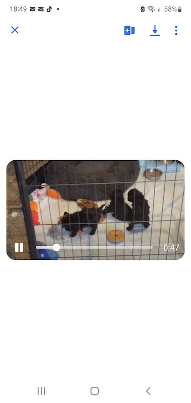 Gorgeous KC Toy Poodle Girl For Sale - Image 4 of 15