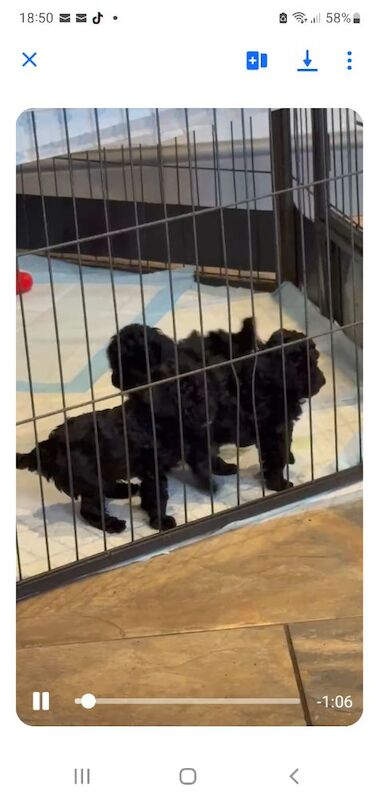 Gorgeous KC Toy Poodle Girl For Sale - Image 5 of 15