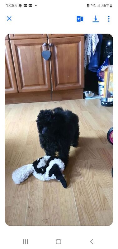 Gorgeous KC Toy Poodle Girl For Sale - Image 6 of 15