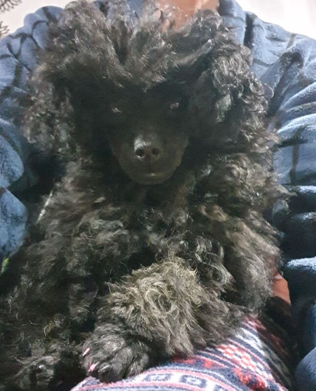 Gorgeous KC Toy Poodle Girl For Sale - Image 7 of 15