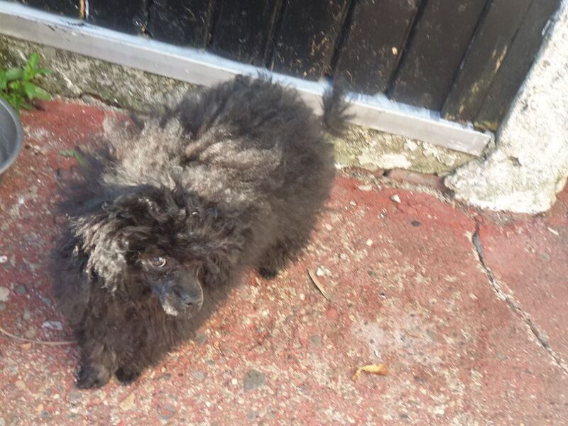 Gorgeous KC Toy Poodle Girl For Sale - Image 8 of 15