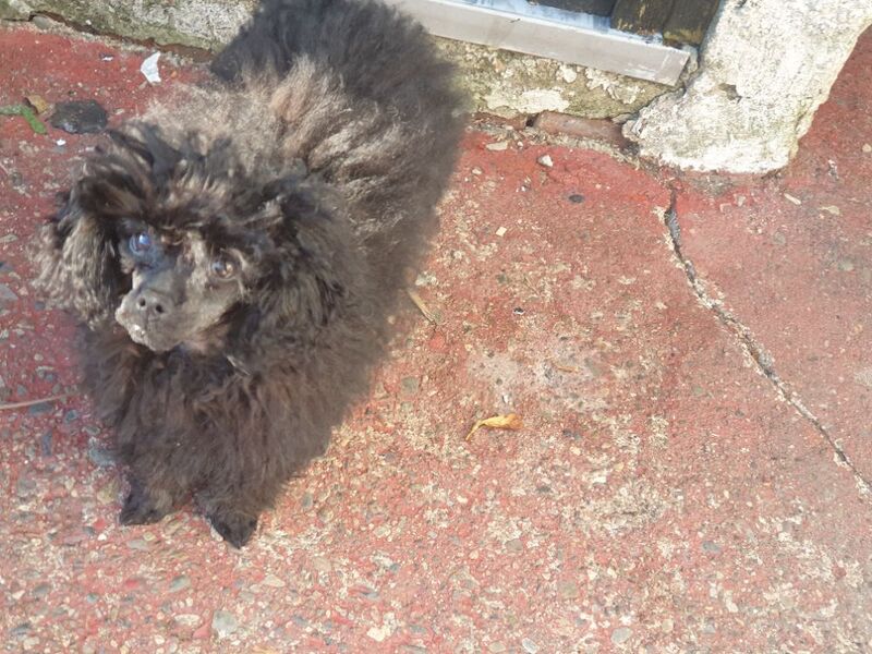Gorgeous KC Toy Poodle Girl For Sale - Image 9 of 15