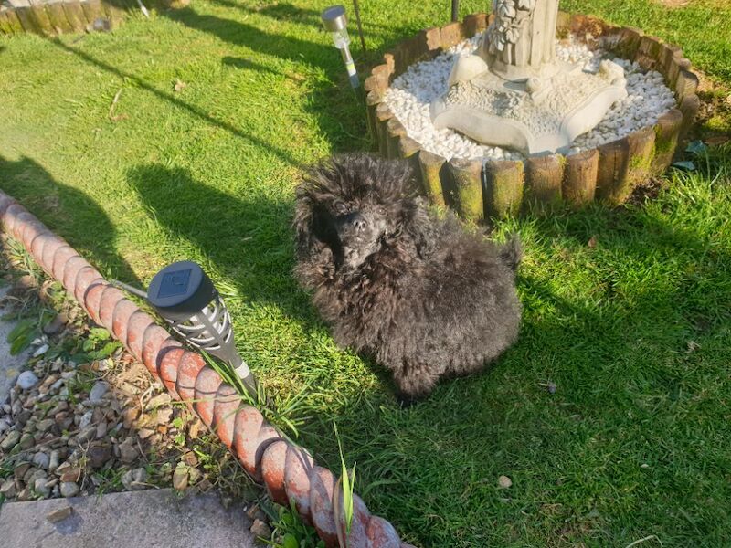 Gorgeous KC Toy Poodle Girl For Sale - Image 11 of 15