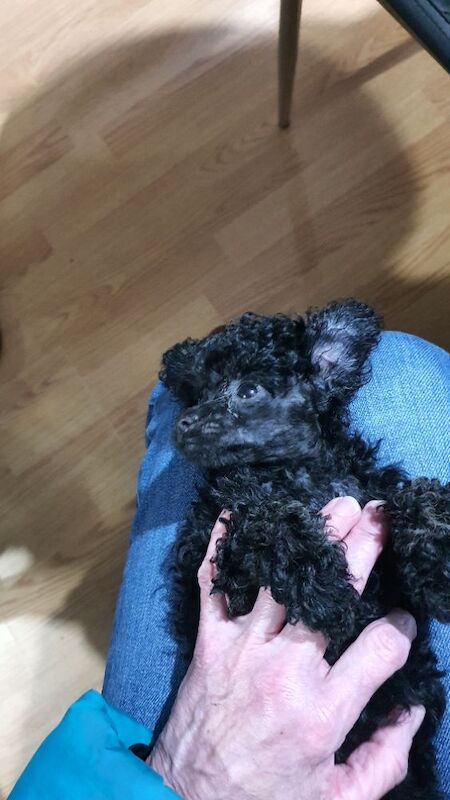 Gorgeous KC Toy Poodle Girl For Sale - Image 12 of 15
